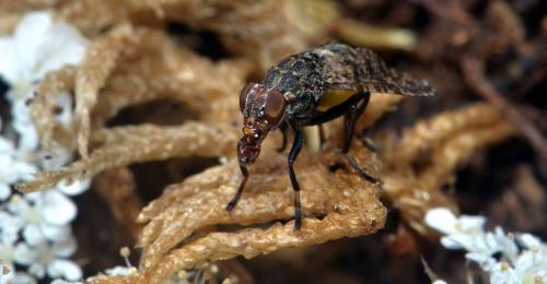 Platystoma lugubre